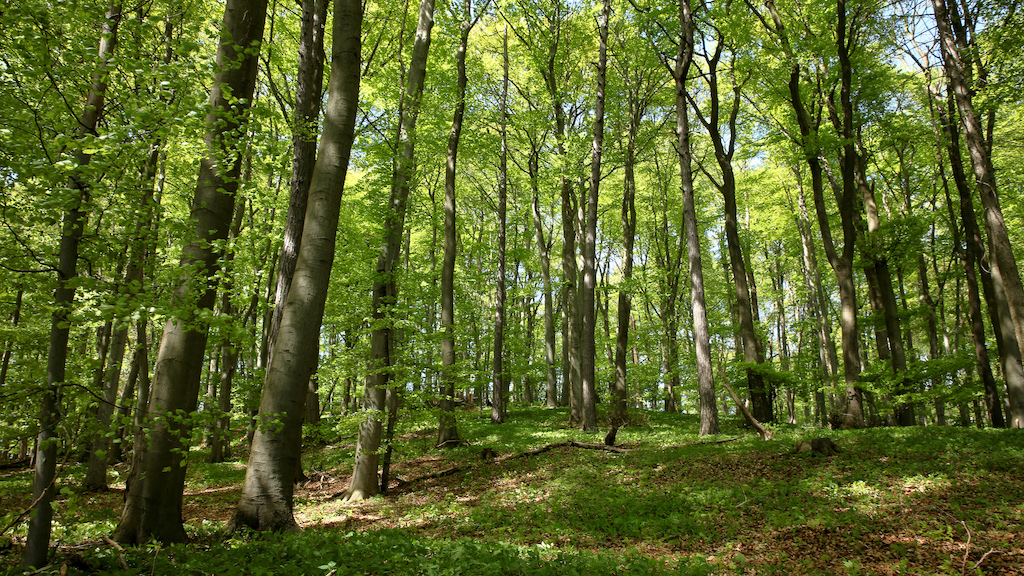 Umwelt Bodenwald